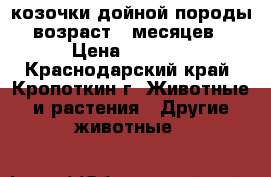 козочки дойной породы возраст 9 месяцев › Цена ­ 3 000 - Краснодарский край, Кропоткин г. Животные и растения » Другие животные   